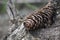 Close up pine cone on a tree bark