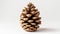 Close-Up of Pine Cone on White Background.