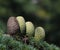 Close up of pine cones on Atlantic / Blue Atlas cedar tree Cedrus atlantica