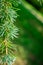 Close up of pine cones on Atlantic / Blue Atlas cedar tree Cedrus atlantica