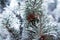 Close up of pine cones and branches