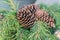 Close up of pine cones on christmas tree
