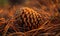 Close-up of a pine in dry pine needles