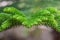 Close up of Pine leaf