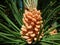 Close up on pine tree booming on a nice sunny day in spring season.