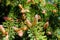 Close up of pine tree branches blooming in spring