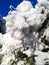 Close up of pine tree branches covered with a lot of snow and single icicle from melting