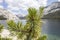 Close up of pine tree on Tenaya Lake, Yosemite