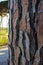 Close-up of a pine tree trunk showing its wood texture. Space to write texts and designs