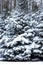 Close-up of Pine trees covered in a blanket of snow in Wisconsin vertical
