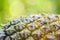 Close up of pineapple fruit texture pineapple skin and nature green blur background