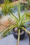 Close-up of pineapple plant outdoor in sunny backyard