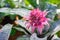 Close-up of pineapples flower are blooming in the garden