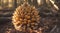 A close-up of a pinecone on a forest floor, bathed in golden light