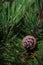 Close up of a pinecone and spieks of Eurojaponic larch / Larix marschlinsii tree