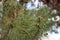 Close Up of Pinecones Growing on the Branches of an Evergreen