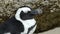 Close up from a pinguin at boulders beach in the cape peninsula south africa