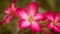 Close up pink Adenium flowers