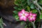 Close up pink adenium obesum or desert Rose flower.
