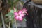 Close up pink adenium obesum or desert Rose flower.