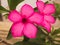 Close up of pink Adenium obesum or desert rose flower.