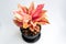 Close up pink Aglaonema plant or Chinese Evergreens in black pot idolate on white background.