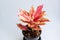 Close up pink Aglaonema plant or Chinese Evergreens in black pot isolate on white background.