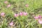 Close up pink Amarylieaceae flower blossom Zephyranthes