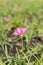 Close up pink Amarylieaceae flower blossom Zephyranthes