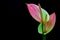 Close up of pink anthurium flowers on black background close up on dark abstract background