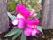 Close-up of pink antirrhinum flower