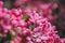 Close-up pink apple blooms with delicate petals