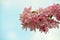 Close up pink Asian wild crabapple tree blossom