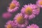 close up of pink aster blossoms in dreamy matte light mood