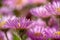 Close up of pink asters flowers