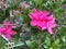 Close up of a pink Azalea flower