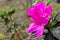 Close-up of pink azalea flower and stamens