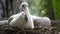 Close up Pink-backed Pelican