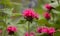 Close up of pink Bee Balm Monarda didyma flowers