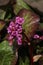 a close up of a pink Bergenia amongst the green leaves