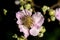 Close up of pink blackberry blossom in a park