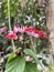 Close-up of pink bleeding heart vines blooming in the  garden.