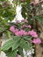 Close-up of pink bleeding heart vines blooming in the  garden.