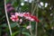 Close-up of pink bleeding heart vines blooming in the  garden.