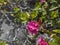 Close up of pink blooming alpenrose, Rhododendron ferrugineum, snow-rose or rusty-leaved alpenrose bush with flowers