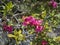 Close up of pink blooming alpenrose, Rhododendron ferrugineum, snow-rose or rusty-leaved alpenrose bush with flowers