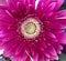 Close up of pink blooming mum