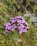 Close up pink blooming rock flower Phylliopsis hillieri, moss an