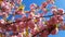 Close up of Pink Blossom Cherry Tree Branch, Sakura, during Spring Season on Pink Background