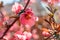 Close-up of pink Blossom flowers on the branch